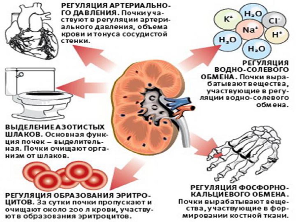 функции почек